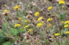 Image result for Crepis newii