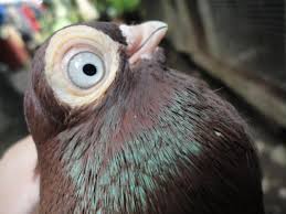English is widely spoken there and your money goes a long way in this historic city with gorgeous architecture. Pigeon Ferrebeekeeper