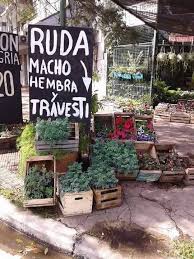 Cuando empieza el mes de agosto, los abuelos y las abuelas suelen tomar caña con ruda macho, una tradición que viene de los indios. Tomaron La Cana Con Ruda Hoy No Me Calmo Una Mierda Facebook