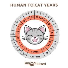 Firstly, felines as they get older tend to have youthful looks and their physical statue start to change. How Old Is My Cat In Human Years Cat Age Converter