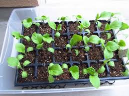 本葉2 3枚でナスの鉢上げ 大好き 野菜の時間