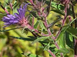 Image result for Aster chimanimaniensis