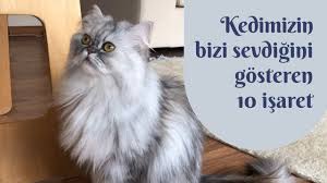Kedimiz Bizi Neden Isiriyor Isirmasini Nasil Engelleriz Youtube