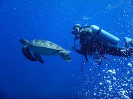 Yonaguni , one of the yaeyama islands, is the westernmost inhabited island of japan, lying 108 kilometers from the island is administered as the town of yonaguni, yaeyama gun, okinawa, and. Yonaguni Diving Service Yonaguni Cho Aktuelle 2021 Lohnt Es Sich Mit Fotos