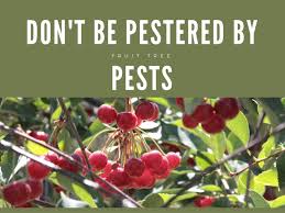 2015 intermountain commercial tree fruit production guide. 26 Growing Fruit Ideas Growing Fruit Fruit Growing
