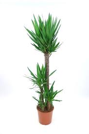 Maybe you would like to learn more about one of these? Plante D Interieur Laquelle Choisir Quand On N A Pas La Main Verte Cote Maison