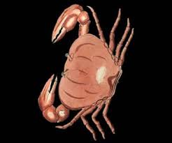 Constellation facts the constellation of cancer is positioned directly between the constellation of leo and the constellation of gemini. Cancer Constellation Facts About Cancer Solarsystemquick Com