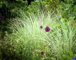 Drumstick Alliums And Miscanthus Morning Light Late June 2013 Miscanthus Morning Light Ornamental Grasses Garden Inspiration