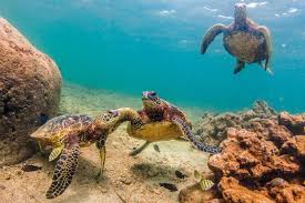 La giornata mondiale delle tartarughe marine, esseri speciali da proteggere - Petme