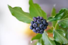 We did not find results for: Ivy Common Ivy Epheu Berries Fruit Climber Plant Entwine Ivy Leaf Leaves Inflorescence Pxfuel