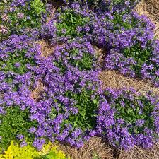 Image result for Scaevola