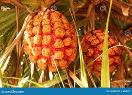 Image result for Pandanus odoratissimus