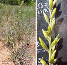 Image result for Schmidtia pappophoroides