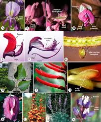 Image result for Fabaceae subfamily Papilionoideae