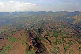 Image result for Oubanguia africana