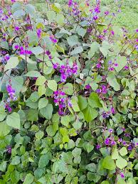 Image result for Dolichos angustifolius