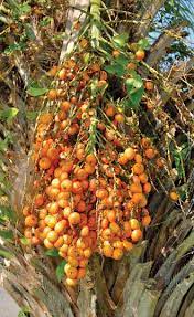 We did not find results for: Tropical Fruits Of Alabama Alabama Gardener Web Articles Palm Fruit Palm Tree Fruit Tropical Fruits