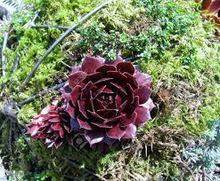 A flowering succulent can blossom at any time of the year. Dark Purple Succulent Plants Growing On A Large Moss Ball Stock Photo Picture And Royalty Free Image Image 99052203