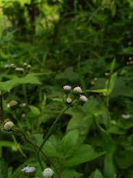 Tak Terlihat Tapi Berkhasiat Daun Babadotan Daun Pohon