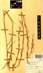 Image result for Monocymbium