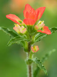 Maybe you would like to learn more about one of these? Texas Wildflower Central Lady Bird Johnson Wildflower Center