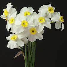 Narcissus Segovia Division Iii Small Cupped Daffodil Bulbs Bulb Flowers Daffodils