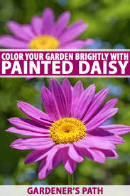 We handpicked the best daisy flower image for your device. Learn How To Grow Painted Daisy Gardener S Path