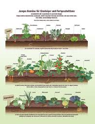 Garten Gemuse Richtig Anbauen Garten Garten Pflanzen Garten Hochbeet