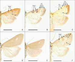 Udea ferrugalis, the rusty dot pearl, is a moth of the family crambidae. Characters Of Wings Dorsal View A Udea Ferrugalis B U Costalis Download Scientific Diagram