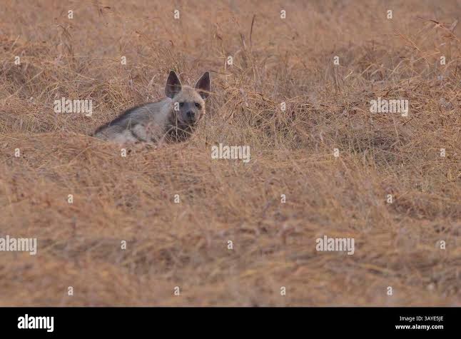 Hyena india hi-res stock photography and images - Alamy
