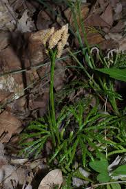 Image result for Lycopodiaceae