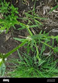 Image result for Spermacoce natalensis