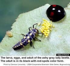 Clusters of atlas moth eggs; Lady Beetles In The Landscape Nc State Extension Publications
