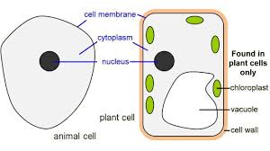 Maybe you would like to learn more about one of these? Animal Vs Plant Cell Plant And Animal Cells Animal Cell Plant Cell