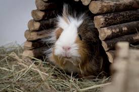 Man kann also sagen mit 1,5 jahren ist ein tier wirklich ausgewachsen und behält größe und gewicht. Meerschweinchen Bmt Tierheim Elisabethenhof E V In Der Wetterau