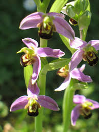 Orchidees De Mon Jardin Bio Orchidee Jardins Nature