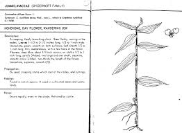 Image result for Commelina diffusa