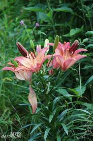 If you can send a photo, we may be able to identify it. Types Of Lilies 8 Beautiful Cold Hardy Choices For The Garden