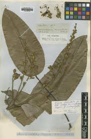 Image result for Adenodolichos rhomboideus