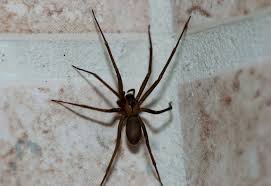 Several species answer to the name to feed, black widows puncture their insect prey with their fangs and administer digestive enzymes to the corpses. Spider Extermination Dallas Fort Worth Spider Control