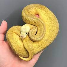 Leopard Lemon Blast Clown Leopard Pastel Pinstripe Clown Ball Python Ball Python Morphs Cute Snake