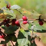 Image result for Cremaspora