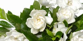 Ciri ciri bunga melati bali atau dengan nama latin gardenia tahitensis heaven scent gardenia sedap malam kaca piring cempiring melati bali melati bali bunga. 8 Tanaman Bunga Menakjubkan Yang Dapat Meningkatkan Mood Halaman All Kompas Com