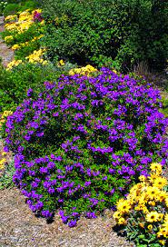 Tanetahi has uploaded 17429 photos to flickr. Plant Paintbox Range 140mm Polygala Little Myrtle Bunnings Warehouse Garden Hardware Plants Garden