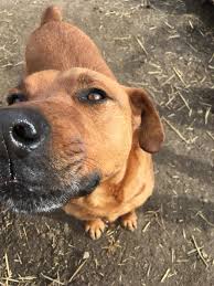 Kleinanzeigen zur vermittlung von hunde (hund). Hunde Suchen Ein Zuhause Streetssouls