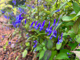 Image result for Isodon ramosissimus