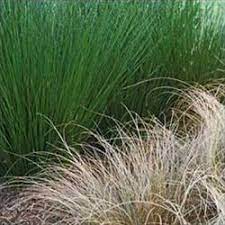 Pin By Skottie On Foliage Urban Garden Ornamental Grasses Garden Planning