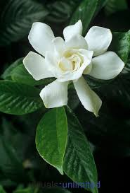 Gardenia Or Cape Jasmine Flower Gardenia Jasminoides Les Plus Belles Fleurs Belles Fleurs Gardenias