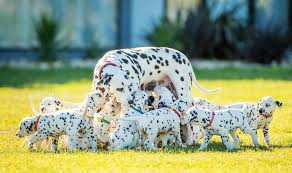 Ce Dalmatien Au Ventre Enorme Allait Mettre Bas Quand Le Veterinaire A Compris Qu Il S Etait Trompe Chiot Dalmatien Dalmatien Chien