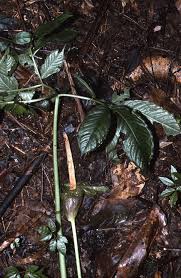 Image result for Amorphophallus goetzei